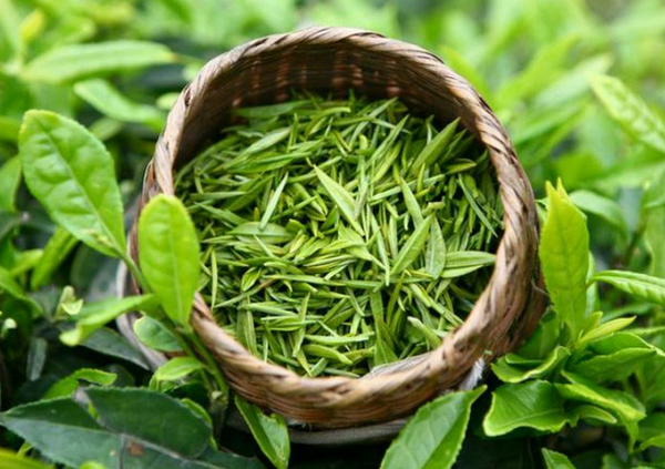 Trị mụn trứng cá bằng thuốc nam có thực sự hiệu quả?