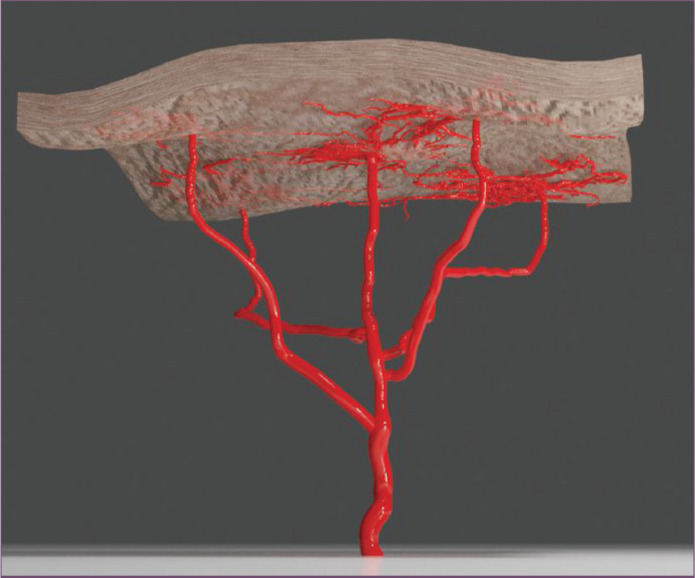 Hình ảnh mạch máu dưới da